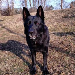 Bran - Black male German Shepherd puppy in Pine Bush, New York from Ahnenwätcher GSD