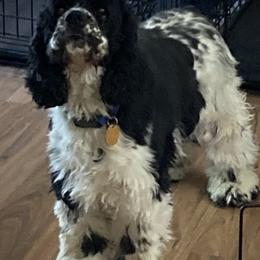 Franco - Cocker Spaniel