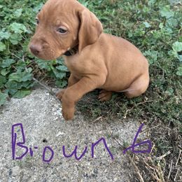 Brown - Golden rust male Vizsla puppy in Sioux County, Iowa from Pheasant Poppers Vizslas