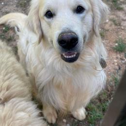 Maverick - Golden Retriever