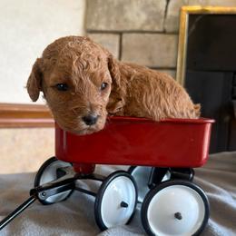 Westley - Red male Cockapoo puppy in Connersville, Indiana from MoonShine Babies