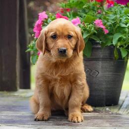 Nessie - Dark golden female Golden Retriever puppy in Saint Joe, Indiana from Golden Acres Farm