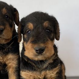 Airedale Terriers from DeerView Airedales