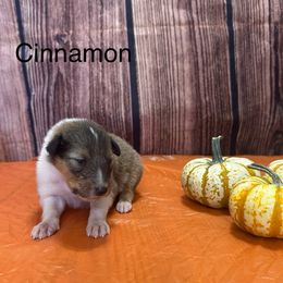 Girl 6 - female Collie puppy in Waterville, Iowa from Lisa’s Lassies