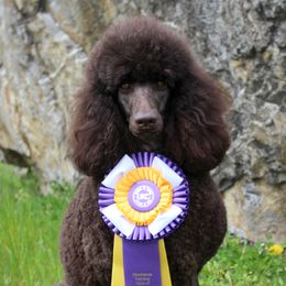 Pixel - Poodle