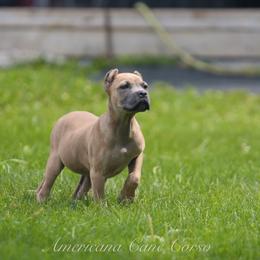 Fiorella - Gray and fawn female Cane Corso puppy in Cable, Ohio from Americana Cane Corso
