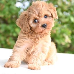 Bella - Red female Cavapoo puppy in Lawton, Oklahoma from Lindsey’s Cavies