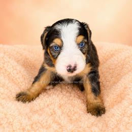 Palmetto - Merle male Bernedoodle puppy in Smiths Station, Alabama from Peach & Pawmetto Bernedoodles