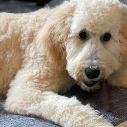 Goldendoodle and Poodle All Grown Up from South Georgia Doodles