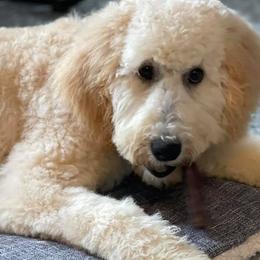 Goldendoodle and Poodle All Grown Up from South Georgia Doodles