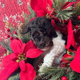 Merced - Chocolate male Labradoodle puppy in Somerset, California from Annie’s Animals