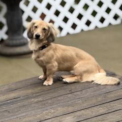 Jack - Dachshund