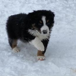 Aussiedoodle and Australian Shepherd Puppies from SS Australian Shepherds