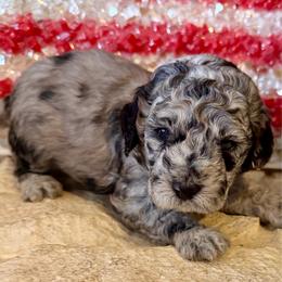 Salem- yellow girl - Blue merle female Aussiedoodle puppy in Midlothian, Texas from Gray Doodles