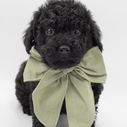 Comet - Black Collar - Black male Labradoodle puppy in Lehi, Utah from Our Little Farm Life Doodles
