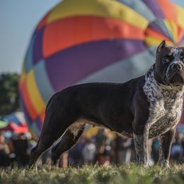 American Bullies from LouDogs Kennel