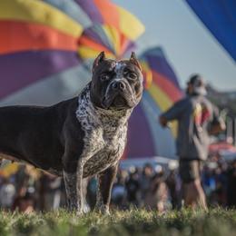 American Bullies from LouDogs Kennel