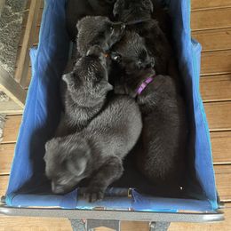 German Shepherd Puppies from Von Lambor German Shepherds