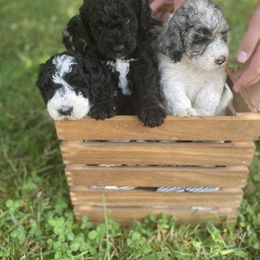 Sheepadoodle Puppies from Primrose Cottage Puppies