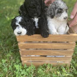 Sheepadoodle Puppies from Primrose Cottage Puppies