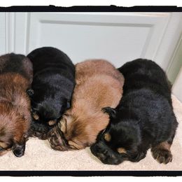 Tibetan Mastiff Puppies from DRAKYI TIBETAN MASTIFFS