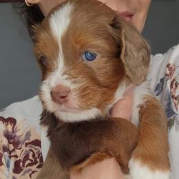 Laszlo - Red merle male Aussiedoodle puppy in Prescott Valley, Arizona from Ramirez Family Doodles