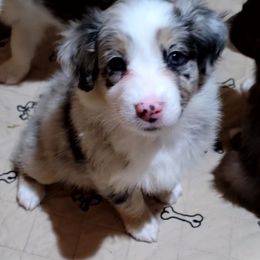 Boo - Blue merle female Australian Shepherd puppy in Lubbock, Texas from Barn Raised Aussies