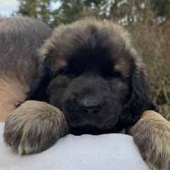 Leonberger Puppies from Tir na nOg Leonbergers