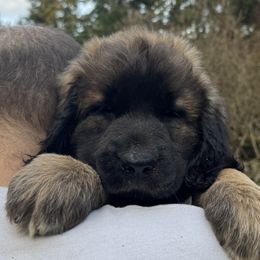 Leonberger Puppies from Tir na nOg Leonbergers
