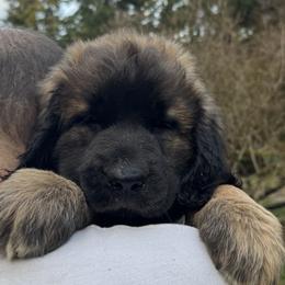 Leonberger Puppies from Tir na nOg Leonbergers