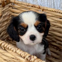 Oscar - Tri-color male Cavalier King Charles Spaniel puppy in Grantsville, Maryland from Haven Farms Cavaliers