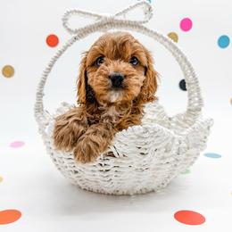 Delta - Red female Cavapoo puppy in Beresford, South Dakota from DAKOTA DOOD RANCH