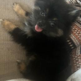 Pomeranian All Grown Up from Picture Perfect Poms