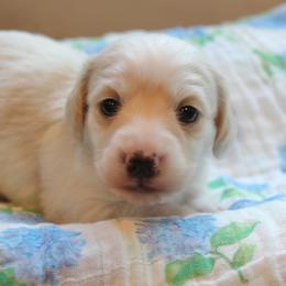 Poppy - Piebald female Dachshund puppy in Laurel, Mississippi from Kissinger Dachshunds