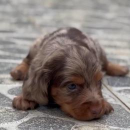 Sierra - Dapple female Dachshund puppy in Moreno Valley, California from rdachshunds