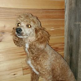Annie - Poodle