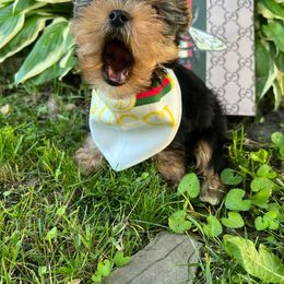 Yorkshire Terrier Puppies from Pretty Little Yorkies
