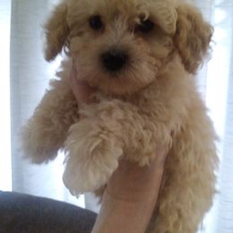 Poodle Puppies from Bloomingdale Toy Poodles