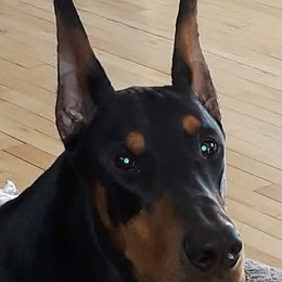 Doberman Pinscher All Grown Up from LaBella Dobermans