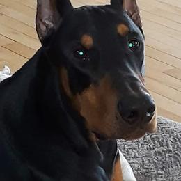 Doberman Pinscher All Grown Up from LaBella Dobermans