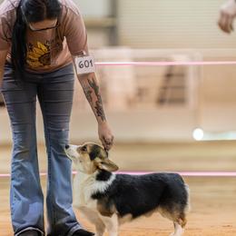 Miniature American Shepherds, Miniature Australian Shepherds, Pembroke Welsh Corgis, and Toy Australian Shepherds from Texas Bluebonnet Herders