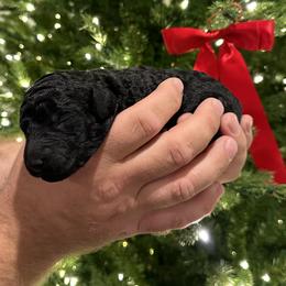 Milo - Black male Poodle puppy in Roseville, California from Aura & Luxe Poodles