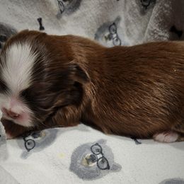 Blaze - Sable and white male Shih Tzu puppy in Wolcottville, Indiana from Ducky's Doodles