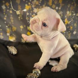 French Bulldog Puppies from Lilac City Frenchies