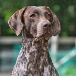 German Shorthaired Pointer All Grown Up from Windward German Shorthaired Pointers