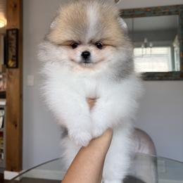 Pomeranian Puppies from Eelan’s Poms