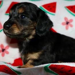 White collar female - Black and tan female Dachshund puppy in New Canton, Virginia from Mount Calm Golden Retrievers