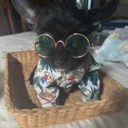 Yorkshire Terrier puppies from Shirley's Yorkipoos and Yorkshire Terriers