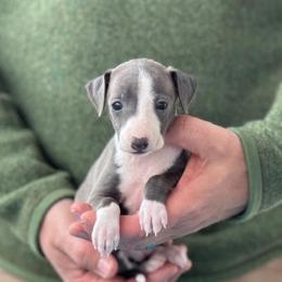 Girl 2 - Blue female Italian Greyhound puppy in Sugar Valley, Georgia from Pinnacle Farm and Kennel