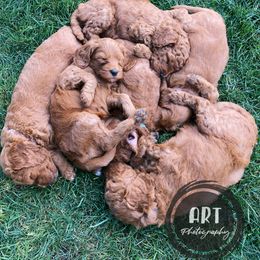 Goldendoodle Puppies from BasilBella’s Doodles